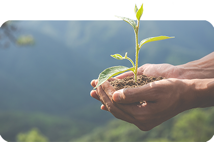 Plante pousse dans les mains